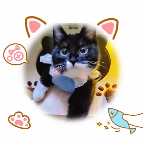 我的猫猫呀