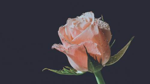004