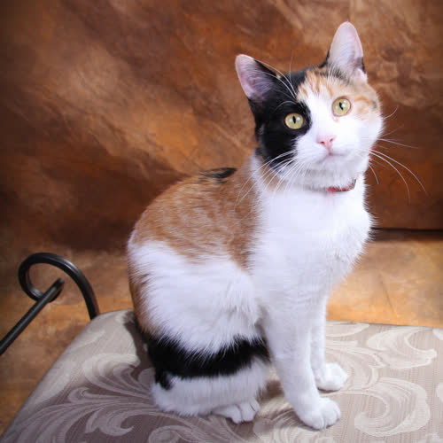 Calico Calico