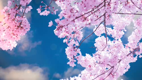 老猫