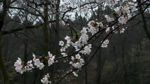雨中花枝-tt