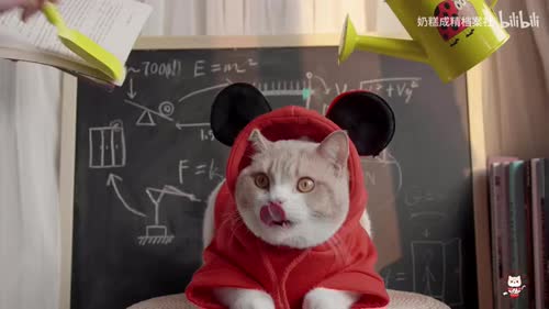 猫猫