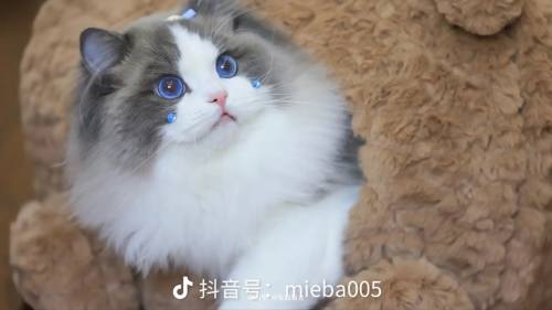 布偶猫1