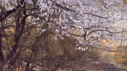 白棠花碎