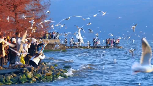 大理洱海