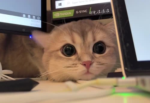 猫猫