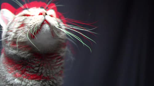 小猫咪
