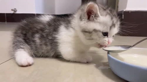 治愈猫咪