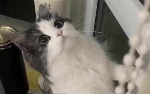 可爱猫咪
