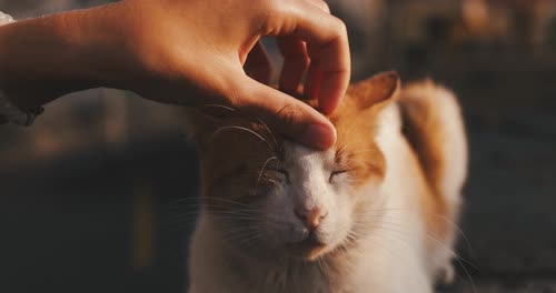 撸橘猫
