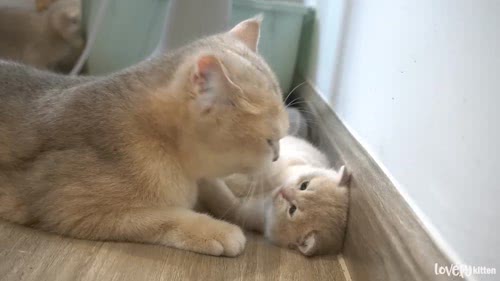 母猫1_1080P_mp4