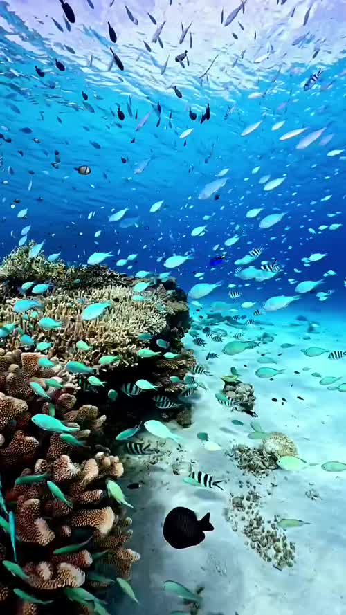 高清海洋