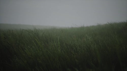 雨露草地