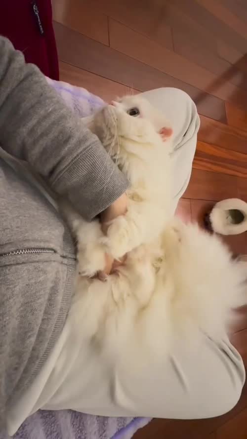 貓貓抱抱