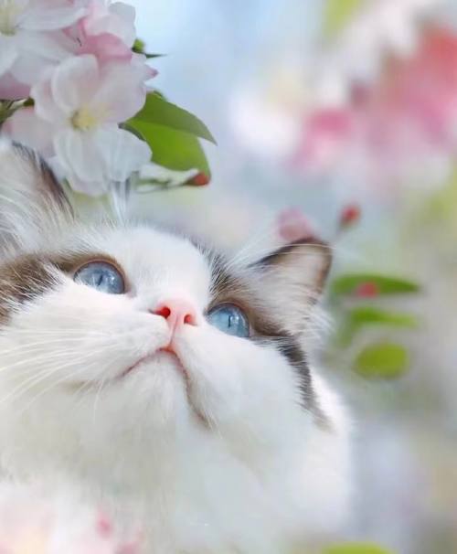 猫猫