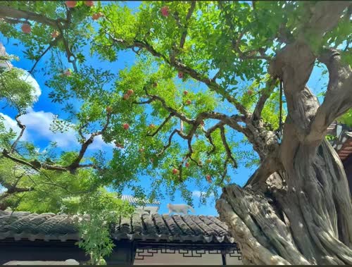 绿色